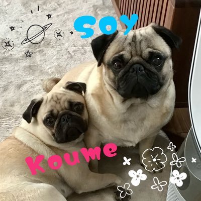 Tomo🐾大豆と小梅's profile picture