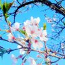 🌸さくら寿句 的头像