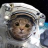 Фото профиля Space_Cat