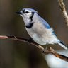 Freebird profil fotoğrafı