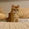 Profilbild von Meow petak