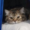 TUKZILLA's profile picture