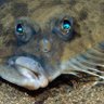 flounder's profile picture