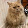 Eugene 🇫🇷🇺🇦 profil fotoğrafı