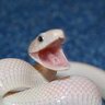 Snaikmann profil fotoğrafı