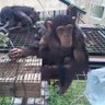 スニーカー馬鹿🦍🐘🦓 的头像