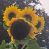 Carol Lapel's profile picture