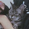 心 的头像
