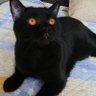 Profilbild von Risus Sardonicus