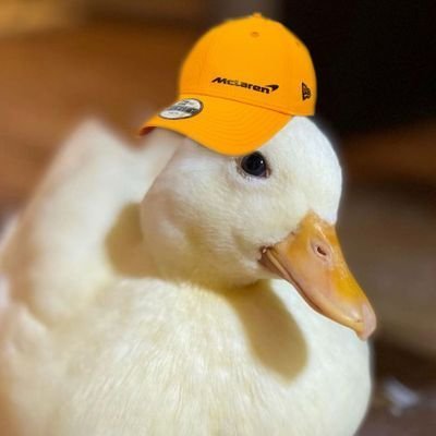 maliduck's profile picture