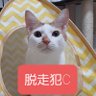 Фото профиля 猫執事