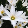 Фото профиля みにっちLife