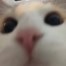 Profilbild von คนอะไรมีลูกเป็นแมว