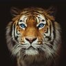 OnlyAsking's profile picture