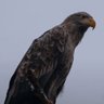 Aquila 的头像