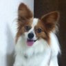 しぇん's profile picture