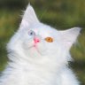 mustafa's profile picture