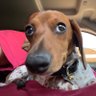Phil Vice's profile picture