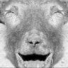 Profilbild von auguste mouton