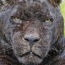 Leo zhang profil fotoğrafı
