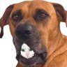 ジョーは犬&猫と共に古民家で暮らしている profil fotoğrafı