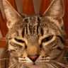 Ross's profile picture