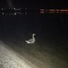 Profilbild von Daffy Dove