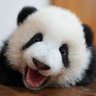熊弟 的头像