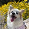 Фото профиля ちび🐶ママ❤️