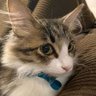 猫と動物&おもしろ動画 的头像