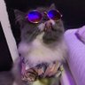 ProMax the MaoW 的头像