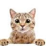 Catmeowmcnugget's profile picture