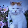 みか profil fotoğrafı