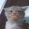 pimenta biquinho 𐚁's profile picture
