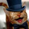 Jacob Rees-Mogg's profile picture