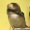 のまる🐤's profile picture