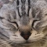 Profilbild von コタロー😽とキイチ🐱のママちゃん