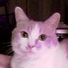 ショウ's profile picture