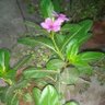 Фото профиля امیر حمزہ اتمان خیل