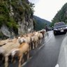 Profilbild von Thegreat Sheep