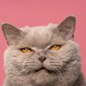 Фото профиля TheSpecialEducator