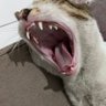 souless's profile picture