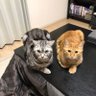 まなちゃん profil fotoğrafı