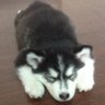 中年里昂's profile picture