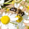 Фото профиля Ru-bee