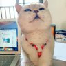 减不掉的焦虑肥's profile picture