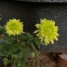 Фото профиля はらぺこカマキリ
