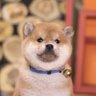 J 的头像