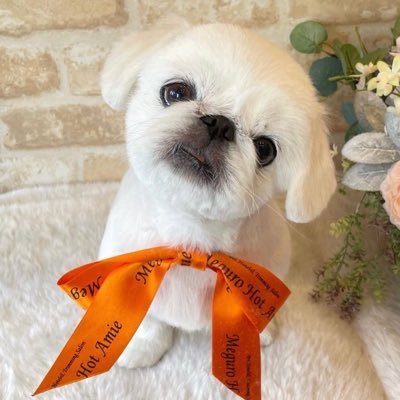 ぺったん's profile picture