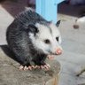 Opossum's profile picture